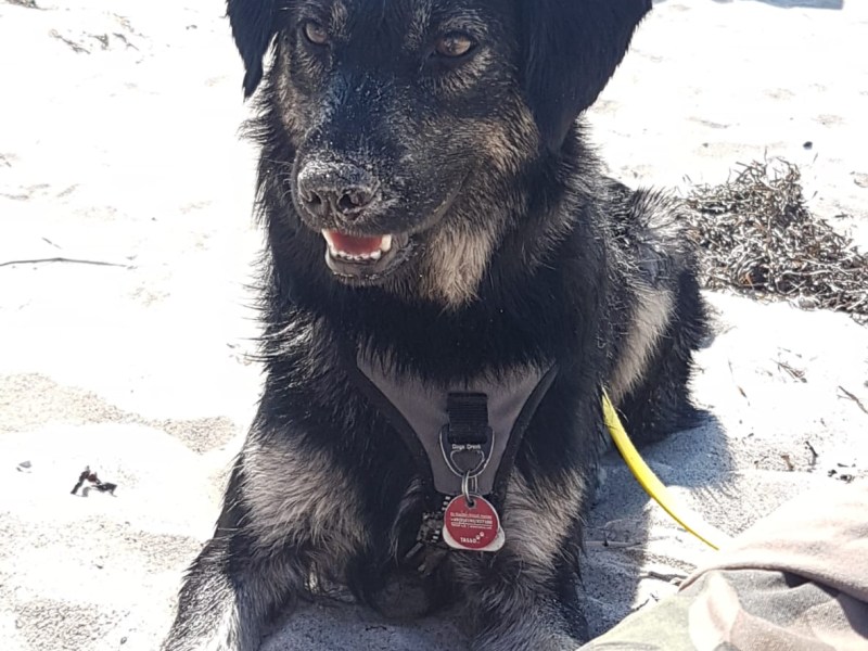 Mit Hund nach&nbsp;Schweden