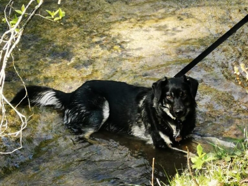 Wandern mit Hund